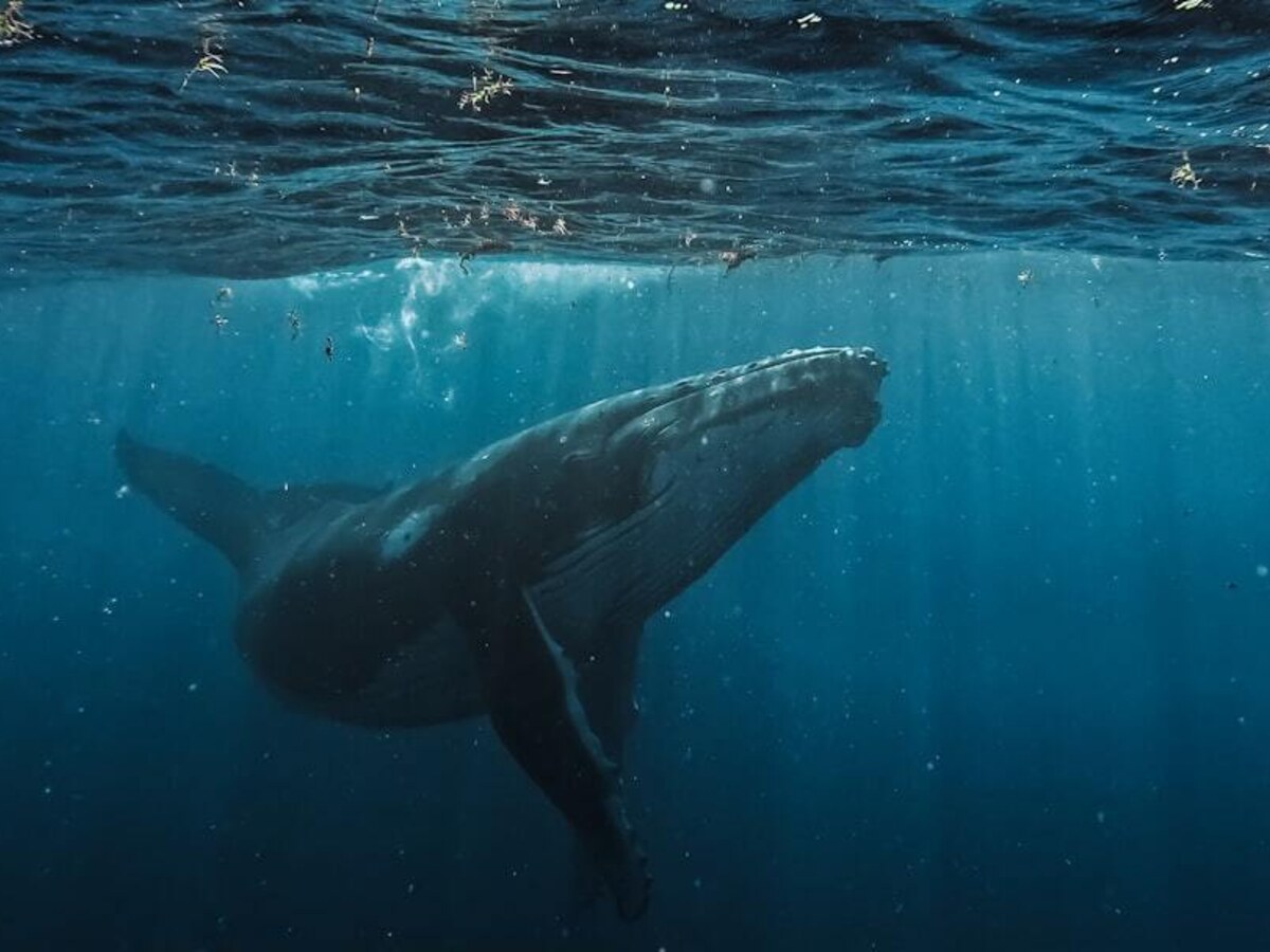ザトウクジラ観察