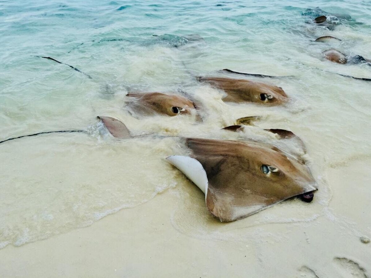 Stingrays & blacktip reef sharks