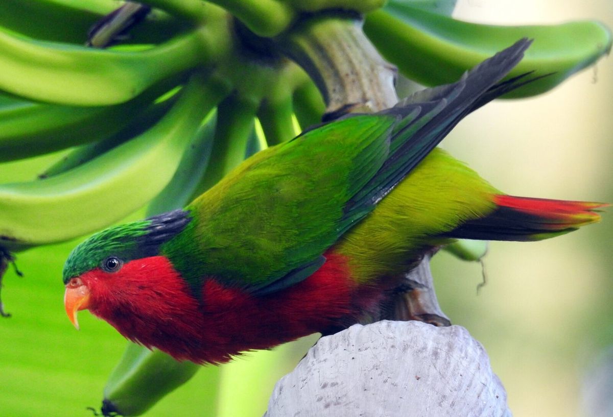 Observation du ʻura
